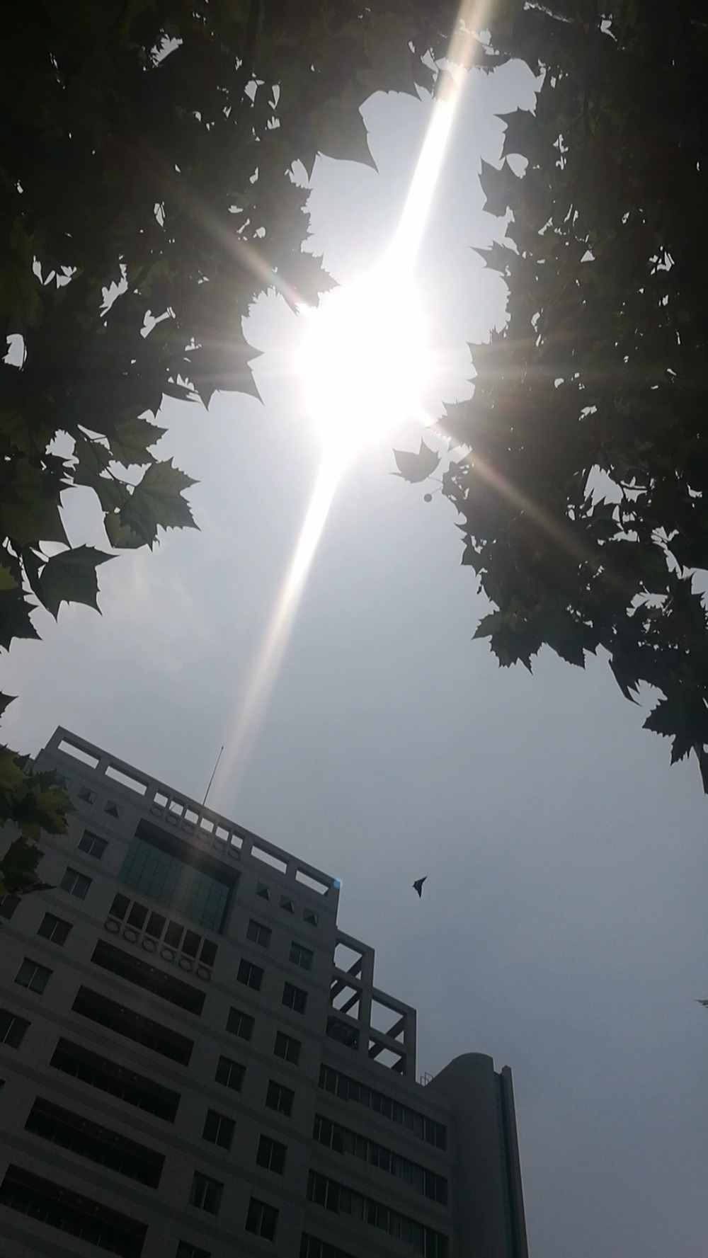 火辣的太阳当空照,晒晕圈儿了 ……坐标:郑州