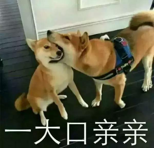 狗狗的一大口亲亲表情包火便朋友圈,就连萌大大都超级喜欢用这个表情.