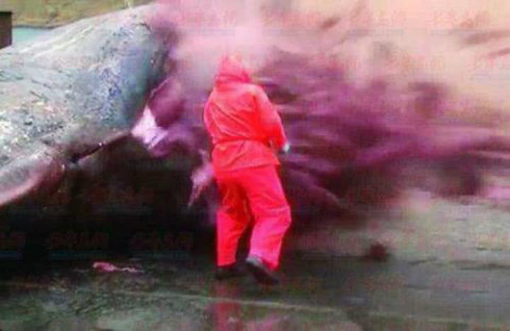 为什么鲸鱼死后尸体会爆炸?威力还堪比煤气罐?今天总算知道啦