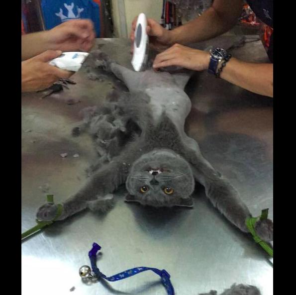 网友将猫咪绑起来剃毛,它全程都是绝望的表情:铲屎的你完了!