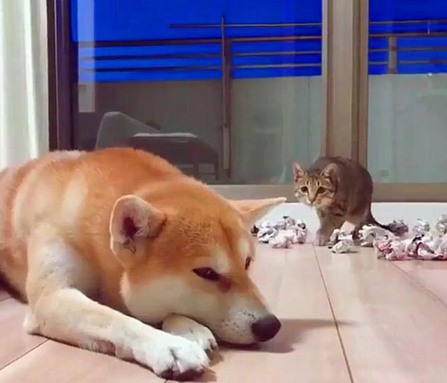 小猫咪伏击大柴犬:前奏猛如虎,逃跑一溜烟