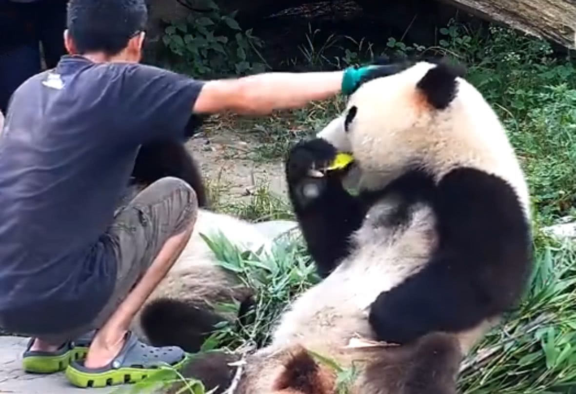 熊猫吃完了还知道拍拍奶爸:哎,吃完咯!怕不是人装的吧