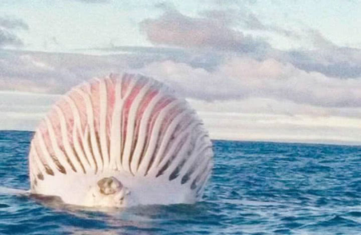 为什么鲸鱼死后尸体会爆炸?威力还堪比煤气罐?今天总算知道啦