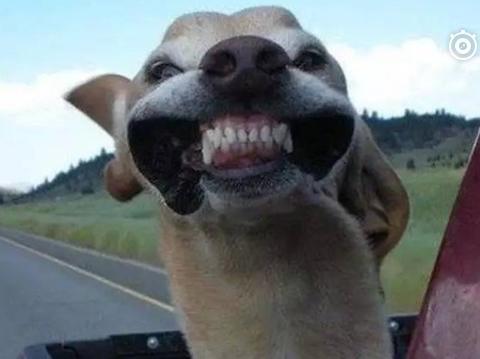 有些司机还不如“狗狗”，盘点那些驾驭不住车的人