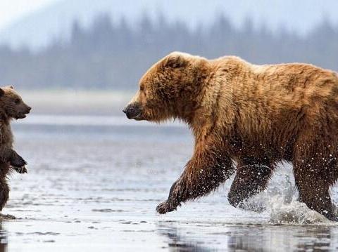 动物世界里的母爱,和人类的一养伟大,更加悲壮!