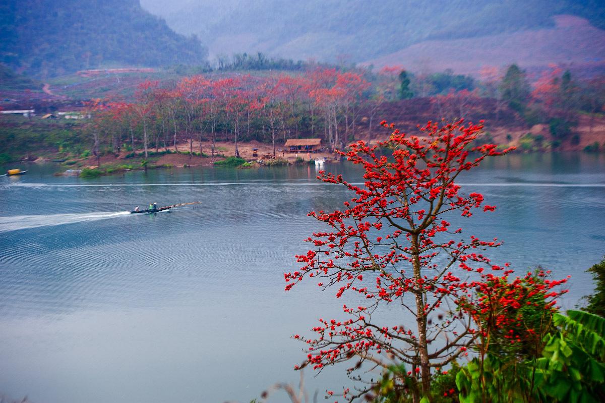 海南西部沿海的美丽古城昌江,这里是最具人气的赏木棉圣地