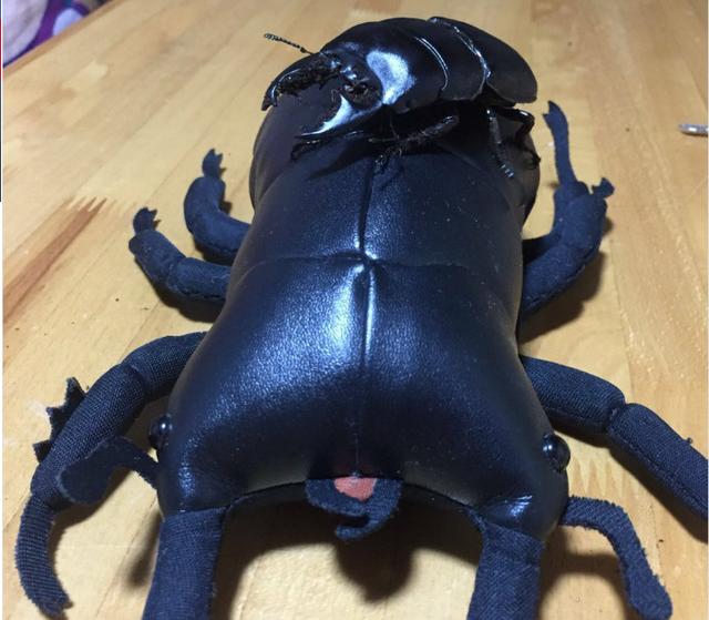 活久见,屎壳郎当宠物养,屎壳郎画一幅画价值2