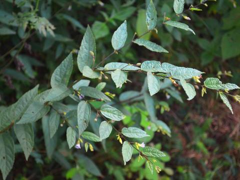 农村里奇特植物,被称作"山芝麻",却不能吃,反而是治病良药