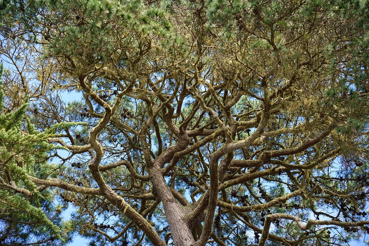 Sony 24-105mm F4 G OSS 美国西海岸旅拍