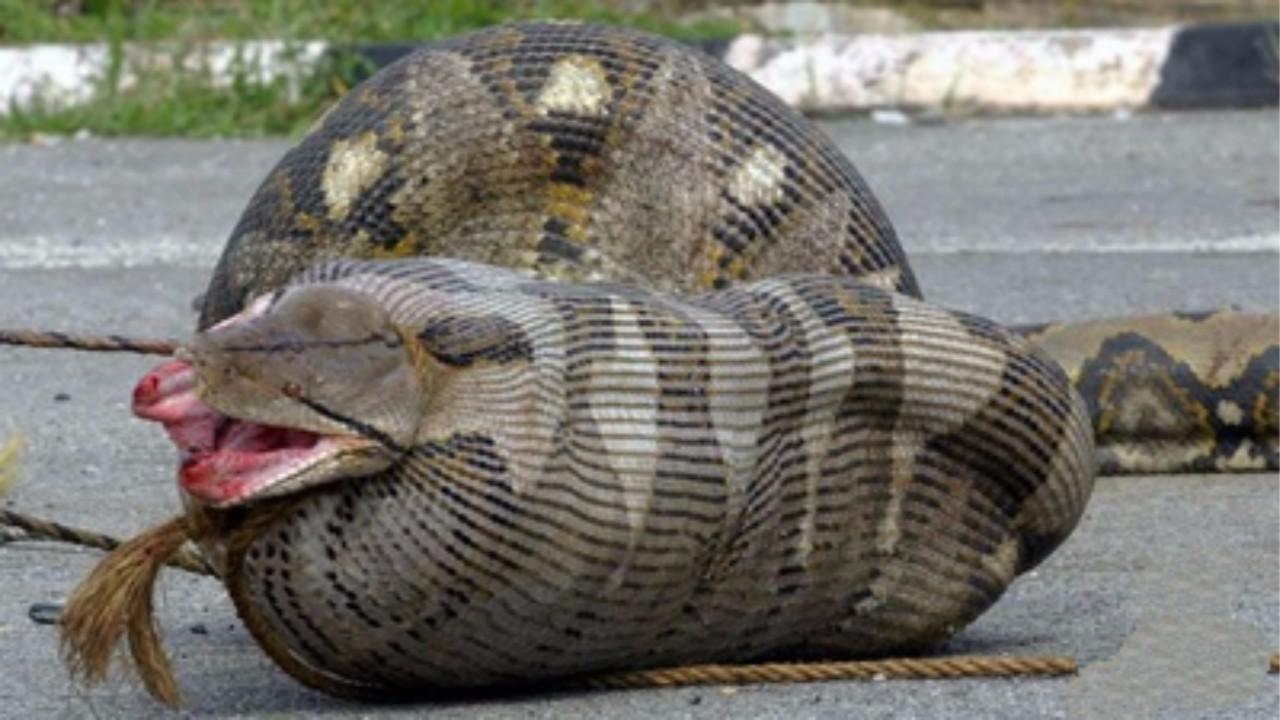 一百米大蟒蛇图片