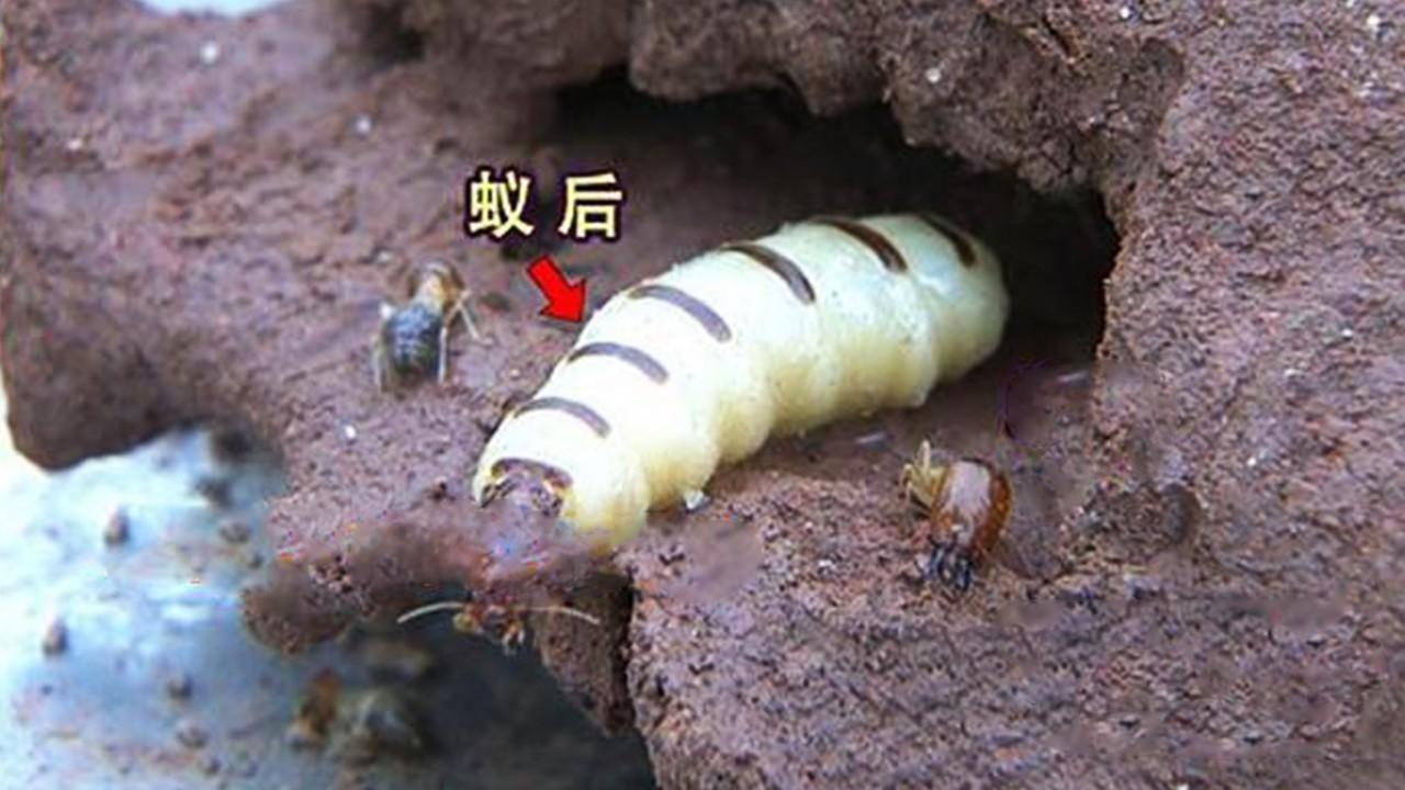 假如"蚁后"死了,剩下的蚂蚁会变得怎么样?看完大开眼界