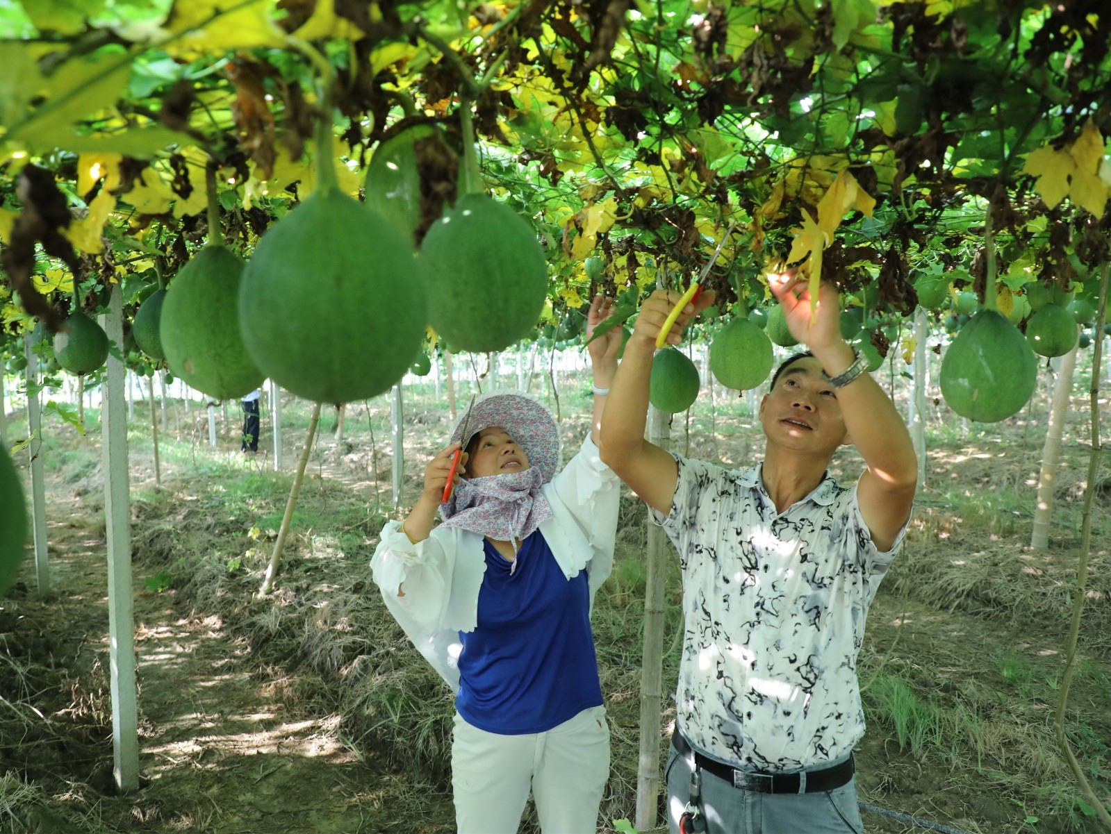 合肥市庐江县:小瓜蒌变为扶贫"宝葫芦"