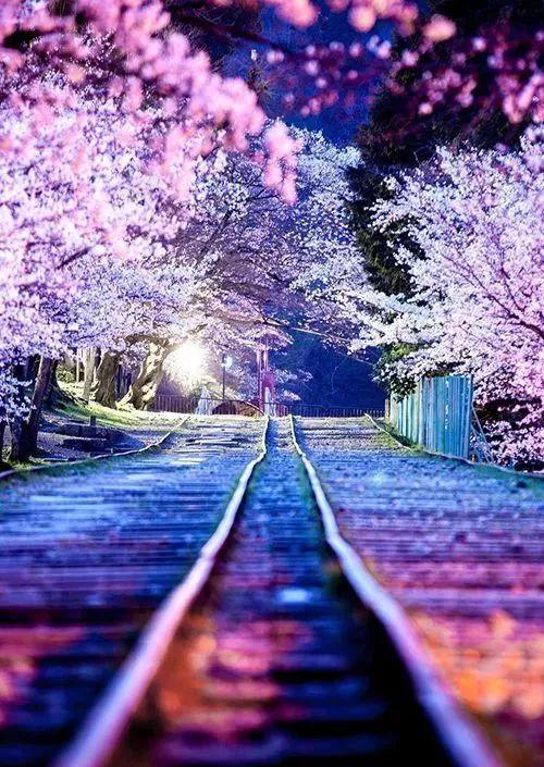 动漫里超唯美樱花雨,动图让人忍不住想收藏