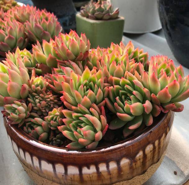 养多肉植物用上这3种介质,让盆土透气,多肉不