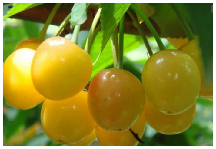 巴基斯坦水果泛滥成灾,没人愿意购买?中国霸气