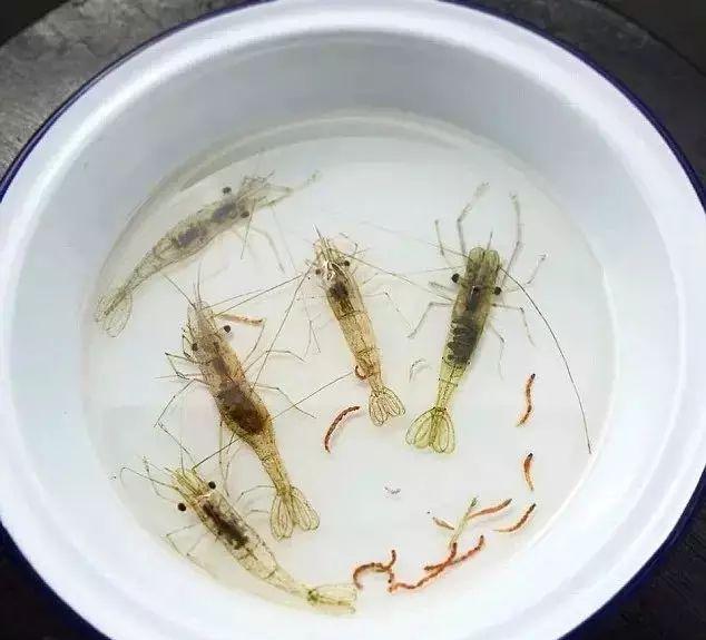树脂绘画：他们画出的鱼很真实，真实到可以欺骗你的眼睛！