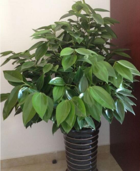平安树叶子发黄,用这种水浇灌,15天后叶片恢