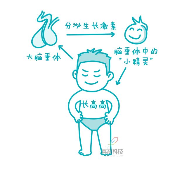 打生长激素有副作用吗?