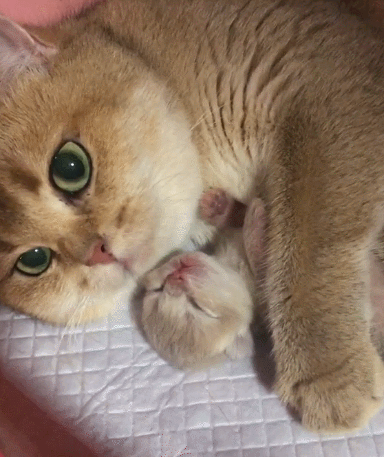 壁纸 动物 猫 猫咪 小猫 桌面 558_665 gif 动态图 动图