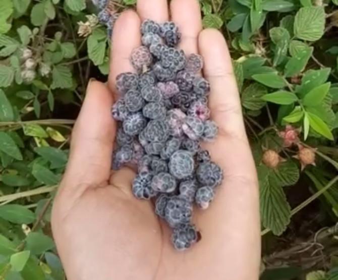 我们叫它"鸡屎泡", 网友: 小时候我也吃过