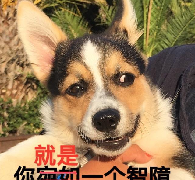 汪星人系列之柯基搞笑表情表情包头像没的对象图片