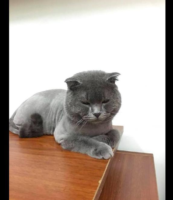 网友将猫咪绑起来剃毛,它全程都是绝望的表情:铲屎的你完了!