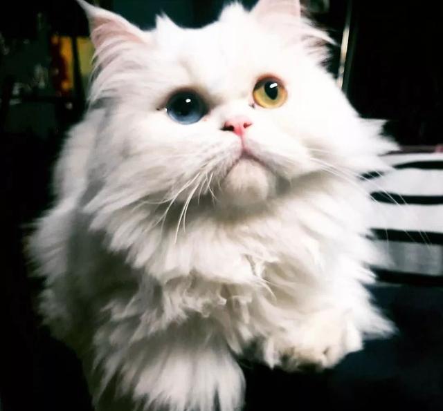 咦?为什么异瞳的猫咪大部分都是白色?
