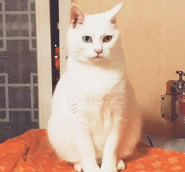 咦?为什么异瞳的猫咪大部分都是白色?