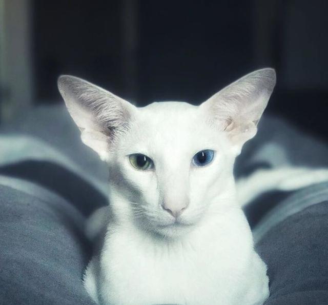 咦?为什么异瞳的猫咪大部分都是白色?