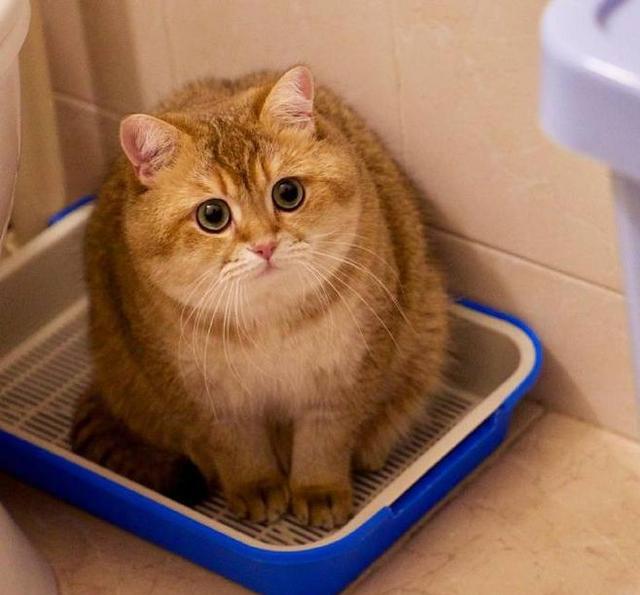 中国五大土猫，你最喜欢哪个?