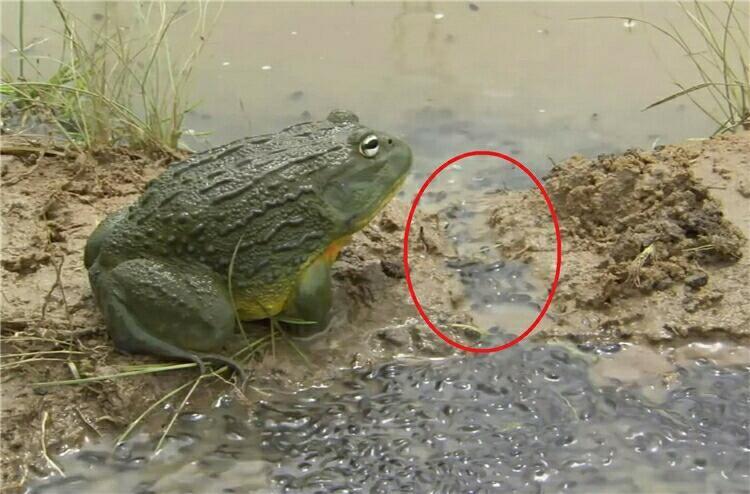 牛蛙见蝌蚪快要被晒死,立即刨土引水,让人感动极了!