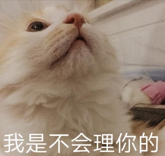 猫咪表情包,就是这么傲娇就是这么高冷!