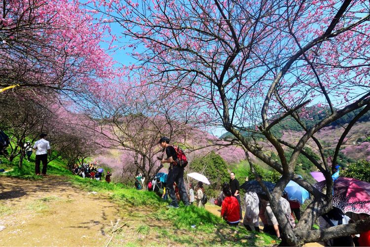 游奉化新建村“梅花谷”