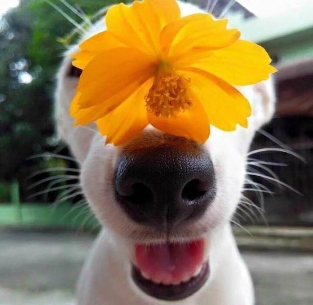 活抓一只超可爱狗狗!天生就是微笑脸,闻到花朵就傻笑!