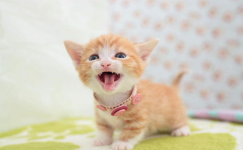 给幼猫喂食的时候，我们应该注意这些!