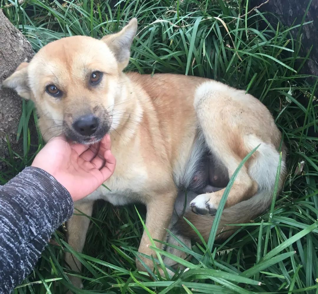 2018各高校的网红人物,一只鹅成功C位出道