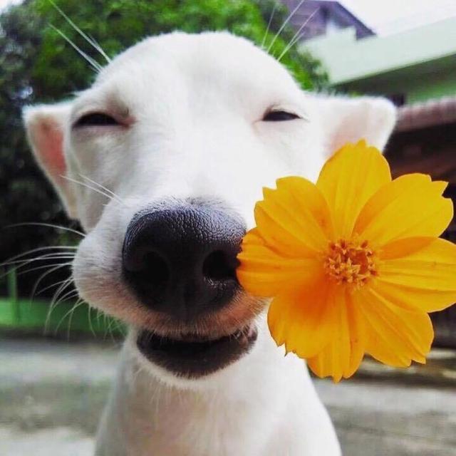 活抓一只超可爱狗狗!天生就是微笑脸,闻到花朵就傻笑!