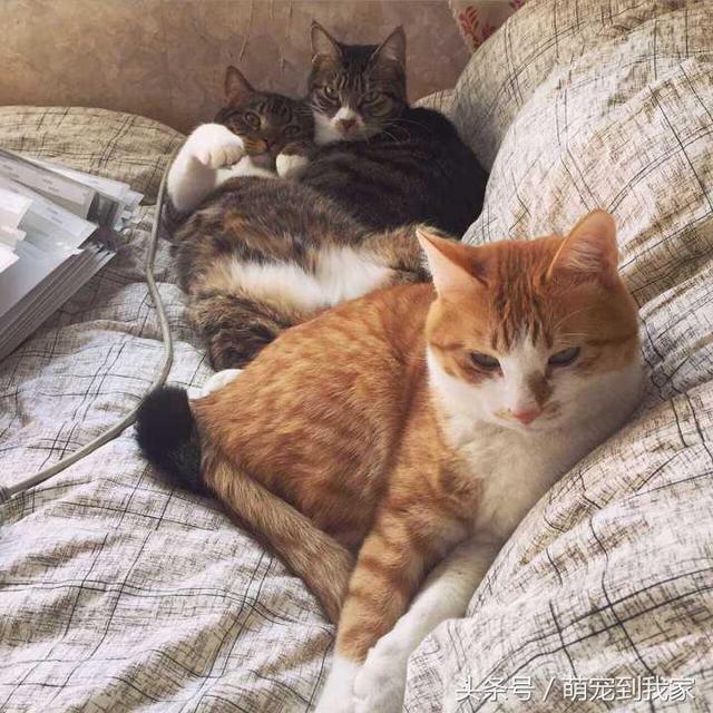 为什么一只狸花猫比橘猫都胖，脾气还那么好我的小心心全部都给你