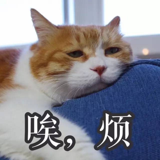 表情包界的忧桑 著名网黄猫日,这只从表情包界火出来的猫,智商严重