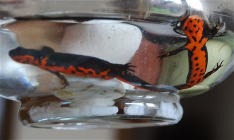 养了这么多年才知道，东方蝾螈这么神奇，腿断了撒点盐就搞定了