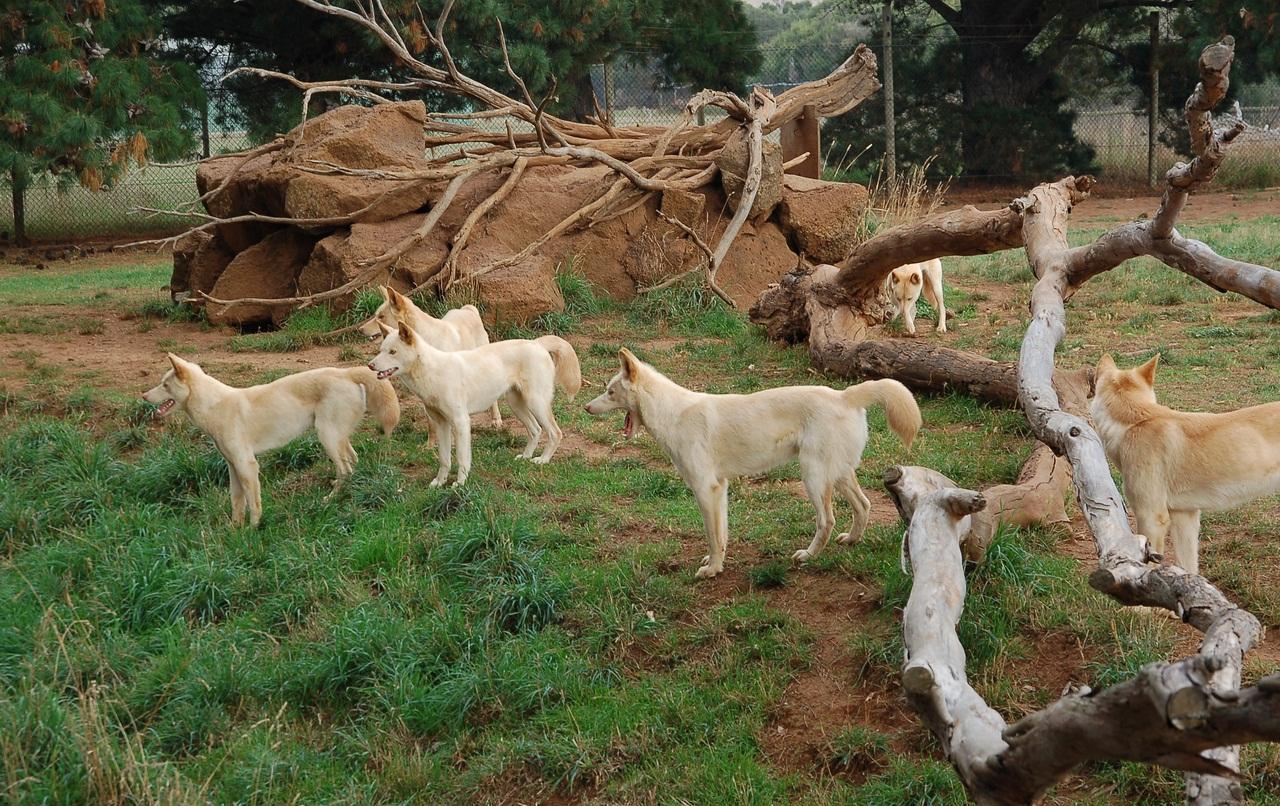 镜头下: 澳洲大陆上最猖狂的顶级猎食者