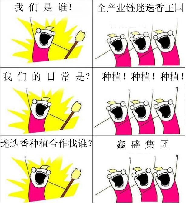 泸州首个迷迭香种植基地就在这儿! 泸州首个迷迭香种植基地就在这儿!