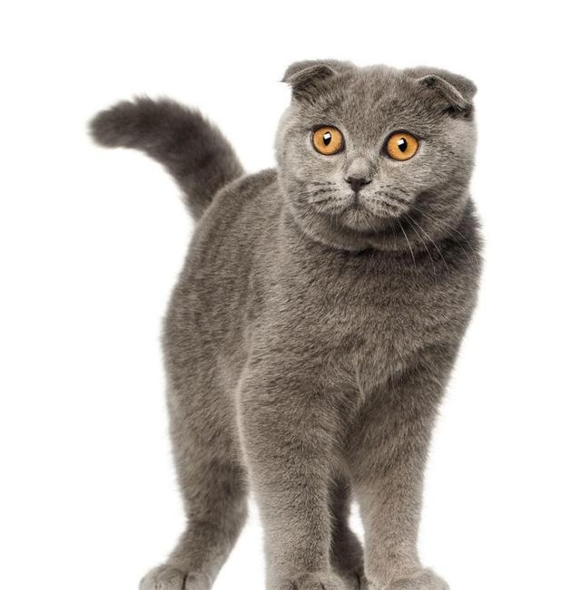 世界上最聪明的猫排行,高智商又粘人的猫主子