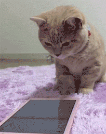 很多人以为猫咪并不爱玩,它们好像对逗猫棒,羽毛,小球,老鼠之类的