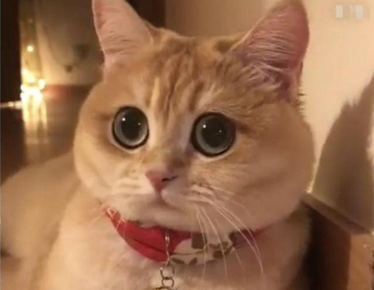 大眼萌猫又胖又萌, 总带着一副无辜的委屈样, 好萌的大橘猫