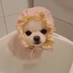 最出名的博美犬,萌到你掉眼泪