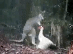 袋鼠大败鹅霸 袋鼠大败鹅霸