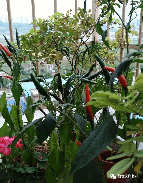 阳台养盆小辣椒,边吃边摘,根本不用买,红红绿绿
