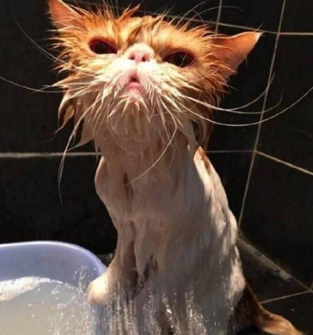 给猫咪洗澡还会自己沐浴, 洗澡前后的对比, 差距真不是一点点!