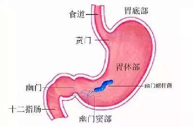 蜂蜜水换种喝法,给胃"洗个澡"幽门螺旋杆菌统统洗光光